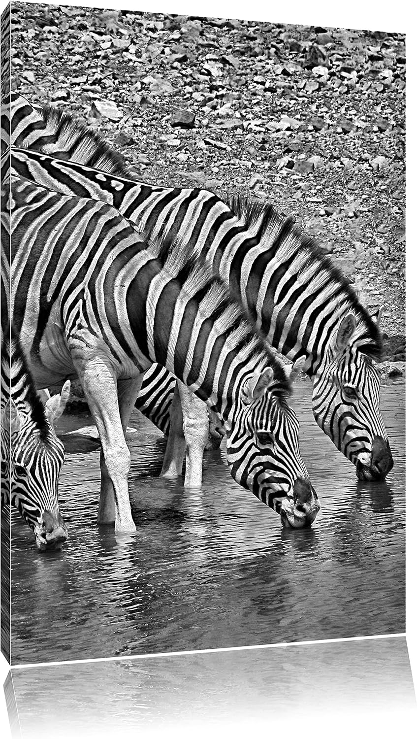 Pixxprint Zebraherde an einem Wasserloch / 100x70cm Leinwandbild bespannt auf Holzrahmen/Wandbild Ku
