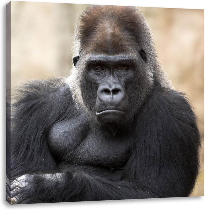 gelangweilter Gorilla, Format: 70x70 auf Leinwand, XXL riesige Bilder fertig gerahmt mit Keilrahmen,