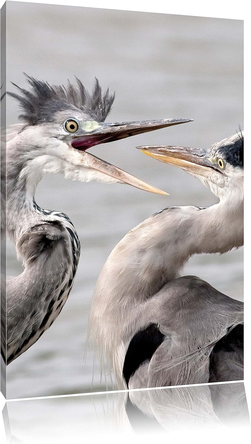 Pixxprint Zankende Vögel, Format: 100x70 auf Leinwand, XXL riesige Bilder fertig gerahmt mit Keilrah