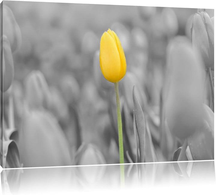 Gelbes Tulpenmeer schwarz/weiss Format: 100x70 auf Leinwand, XXL riesige Bilder fertig gerahmt mit K