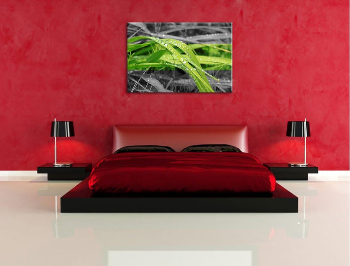 Grashalme im Morgentau schwarz/weiss Format: 100x70 auf Leinwand, XXL riesige Bilder fertig gerahmt