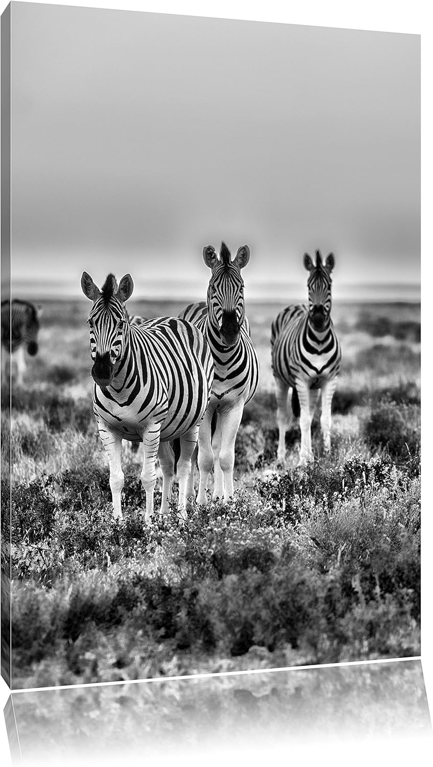 Pixxprint Zebras in Savanne als Leinwandbild/Grösse: 100x70 cm/Wandbild/Kunstdruck/fertig bespannt,