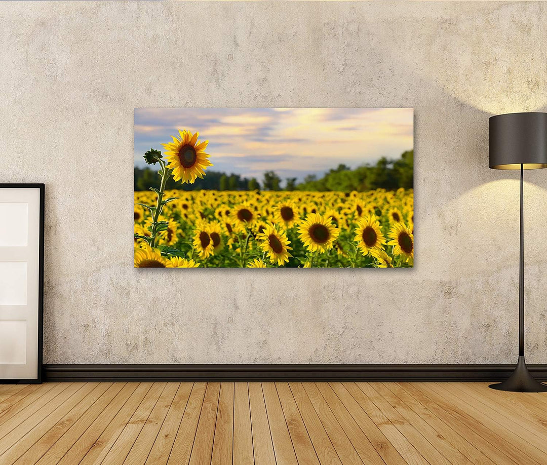 islandburner Bild auf Leinwand Eine Grosse Sonnenblume Mit Sonnenblumenfeld Und Schönem Abendhimmel