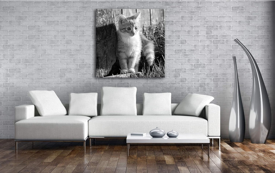 deyoli süsse kleine Katze im Sonnenschein Format: 60x60 Effekt: Schwarz&Weiss als Leinwandbild, Moti