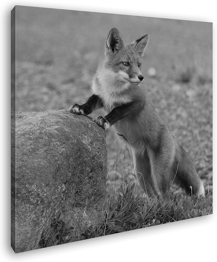 deyoli Verspielter süsser Fuchs Format: 70x70 Effekt: Schwarz&Weiss als Leinwandbild, Motiv auf Echt