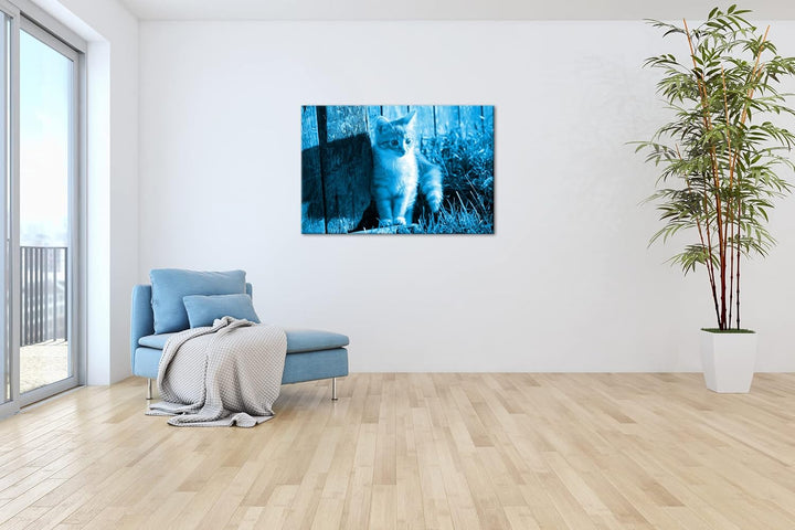 deyoli süsse kleine Katze im Sonnenschein Format 80x60 Effekt: Monocrome Blau als Leinwandbild, Moti