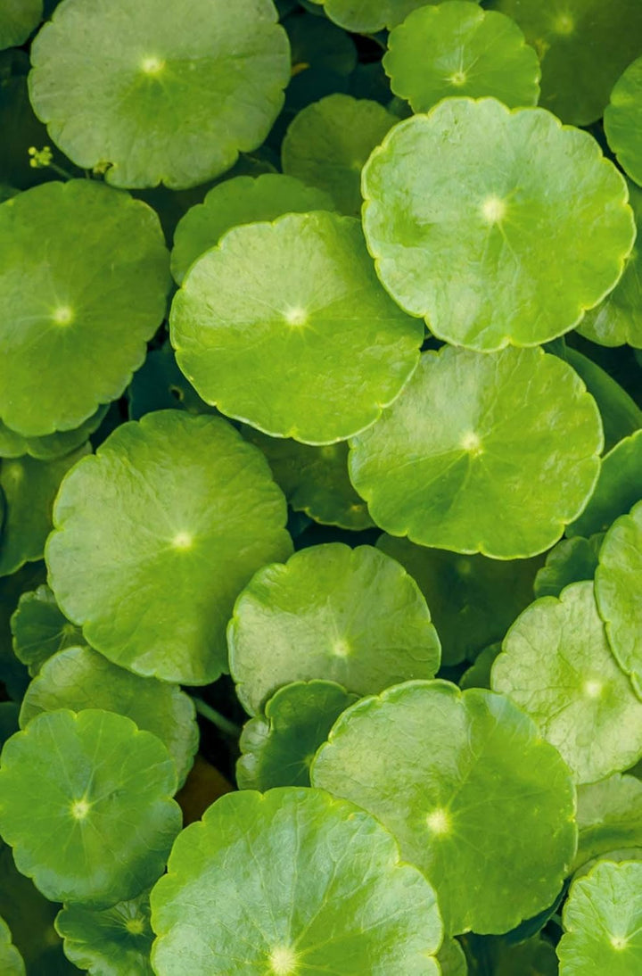 khadi CENTELLA NEW-CELL Ayurvedisches Elixier Skin & Soul Oil, Haut- & Körper-Öl, Vertraue in die In