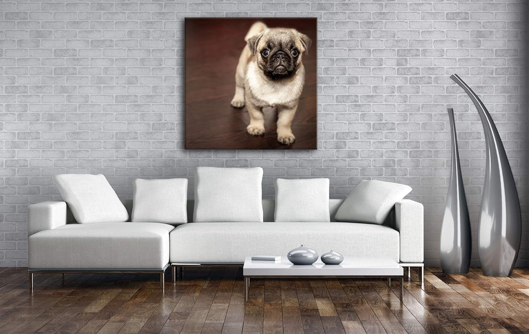 deyoli süsser Kleiner Mops Format: 60x60 als Leinwandbild, Motiv fertig gerahmt auf Echtholzrahmen,