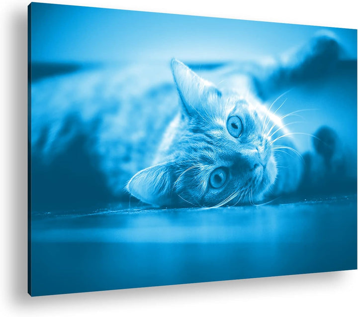 deyoli süsse verspielte Katze Format 80x60 Effekt: Monocrome Blau als Leinwandbild, Motiv fertig ger