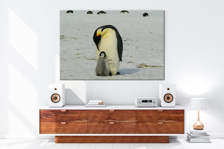 deyoli süsse Kaiserpinguine in der Antarktis im Format: 80x60 als Leinwandbild, Motiv fertig gerahmt