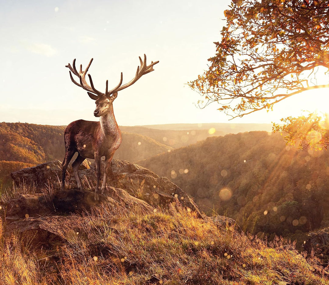 Anmutiger Hirsch bei Sonnenuntergang Herdabdeckplatte & Spritzschutz aus Echtglas | Für Herd-Kochfel
