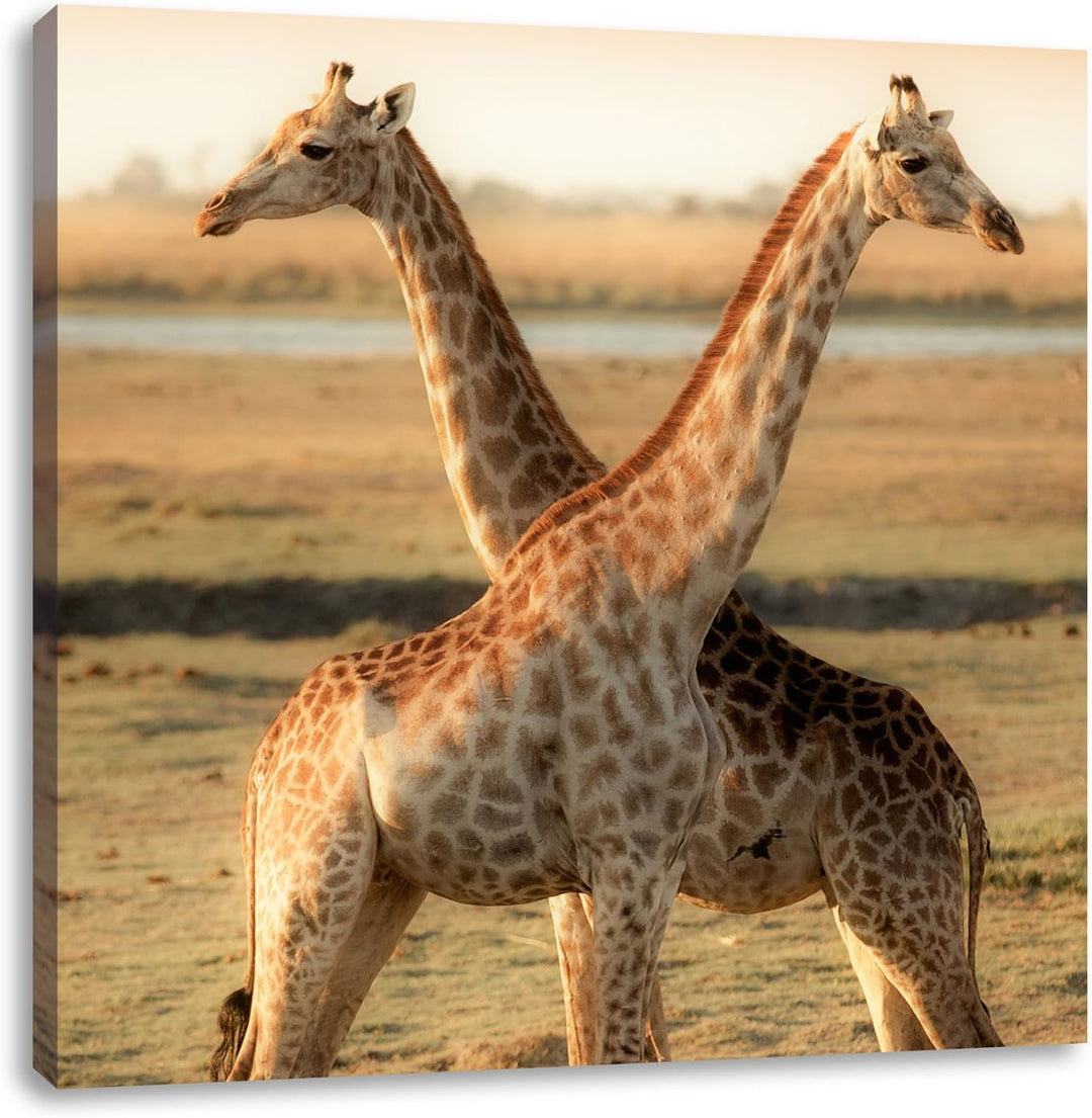 Giraffen Paar, Format: 70x70 auf Leinwand, XXL riesige Bilder fertig gerahmt mit Keilrahmen, Kunstdr