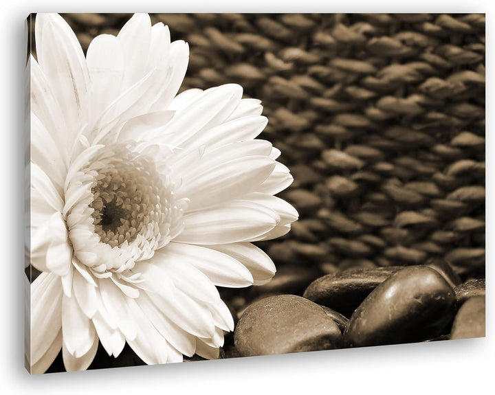 deyoli Weisse Gerbera Format: 80x60 Effekt: Sepia als Leinwandbild, Motiv fertig gerahmt auf Echthol