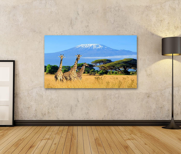 islandburner Bild auf Leinwand Drei Giraffen Nationalpark Kenia Kilimanjaro Berg Hintergrund Afrika