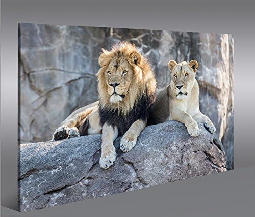 islandburner Bild Bilder auf Leinwand Löwen Paar V2 1p XXL Poster Leinwandbild Wandbild Dekoartikel