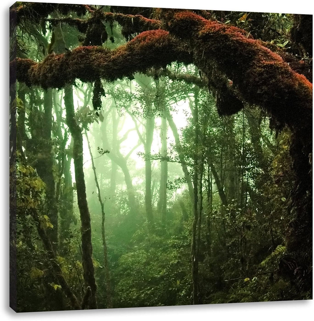 Geheimnisvoller Regenwald, Format: 70x70 auf Leinwand, XXL riesige Bilder fertig gerahmt mit Keilrah