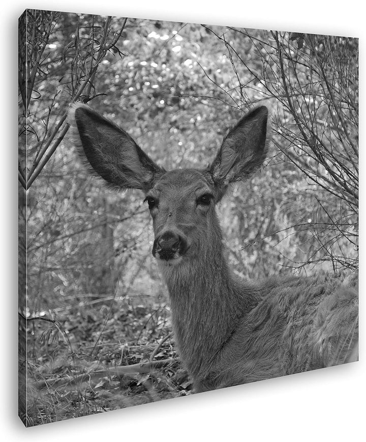 deyoli ruhiges REH im Wald Format: 70x70 Effekt: Schwarz&Weiss als Leinwandbild, Motiv auf Echtholzr