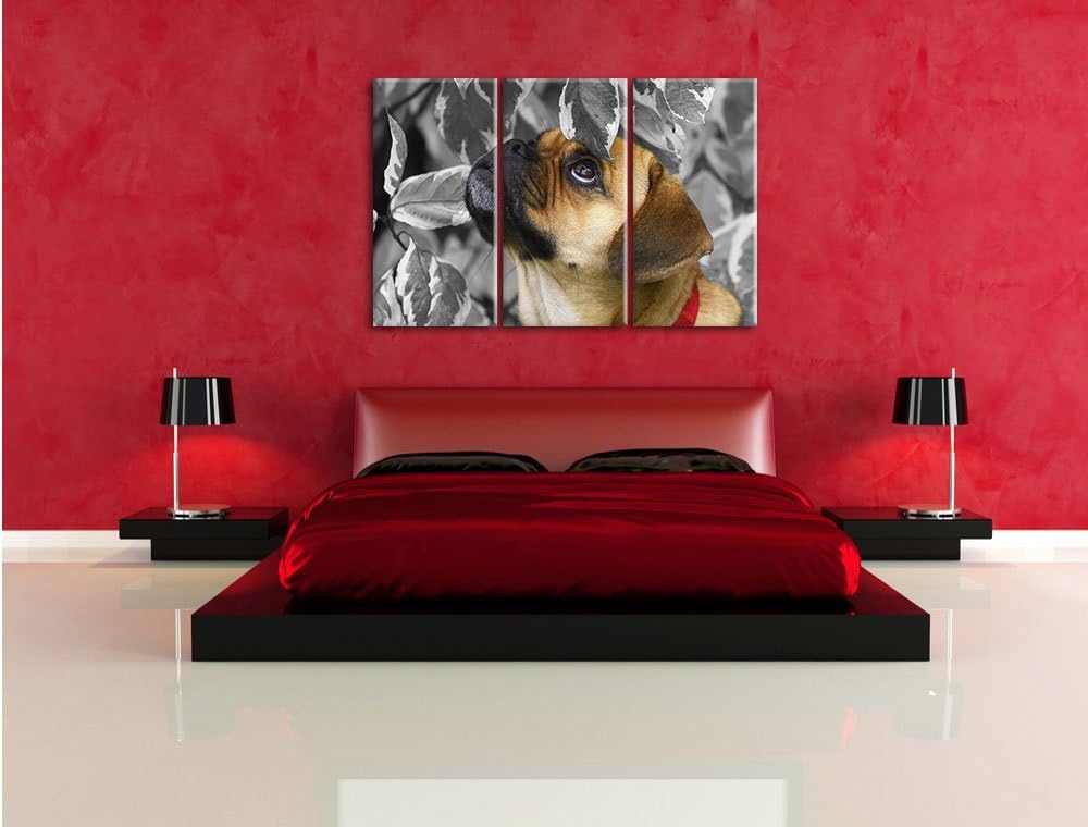 Pixxprint zwischen Blättern Mops als Leinwandbild/Grösse: 3 Teilig (120x80) cm/Wandbild/Kunstdruck/f