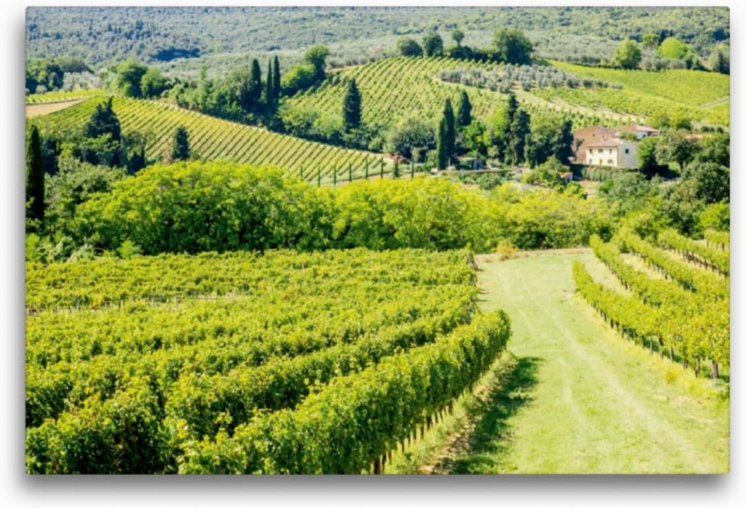 Premium Textil-Leinwand 75 x 50 cm Quer-Format Weinberg bei San Gimignano | Wandbild, HD-Bild auf Ke