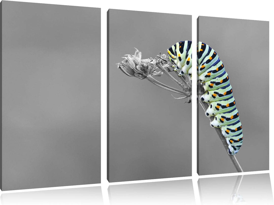 Grüne Raupe auf Ast Insekten Urwald Tiere schwarz/weiss 3-Teiler Leinwandbild 120x80 Bild auf Leinwa