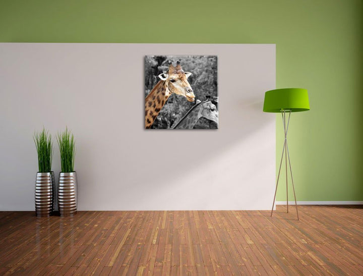 Pixxprint Zwei schöne Giraffen als Leinwandbild Quadratisch/Grösse: 70x70 / Wandbild/Kunstdruck/fert