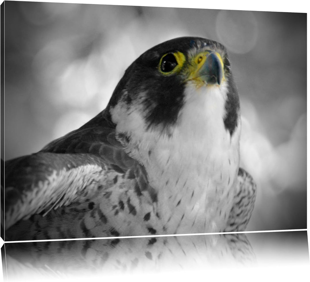 schöner anmutiger Adler schwarz/weiss auf Leinwand, XXL riesige Bilder fertig gerahmt mit Keilrahmen