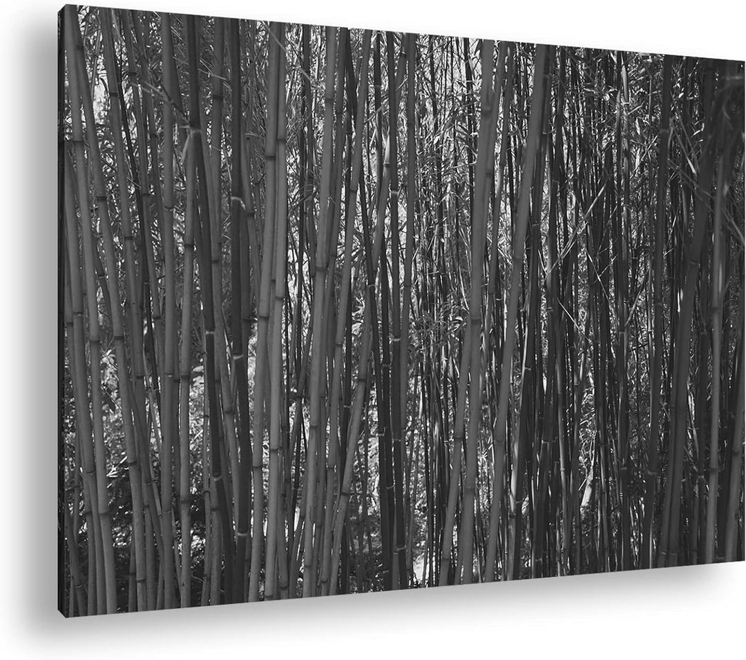 deyoli wildwachsender Bambus-Dschungel Effekt: Schwarz&Weiss,Format: 60x40 als Leinwandbild, Motiv f