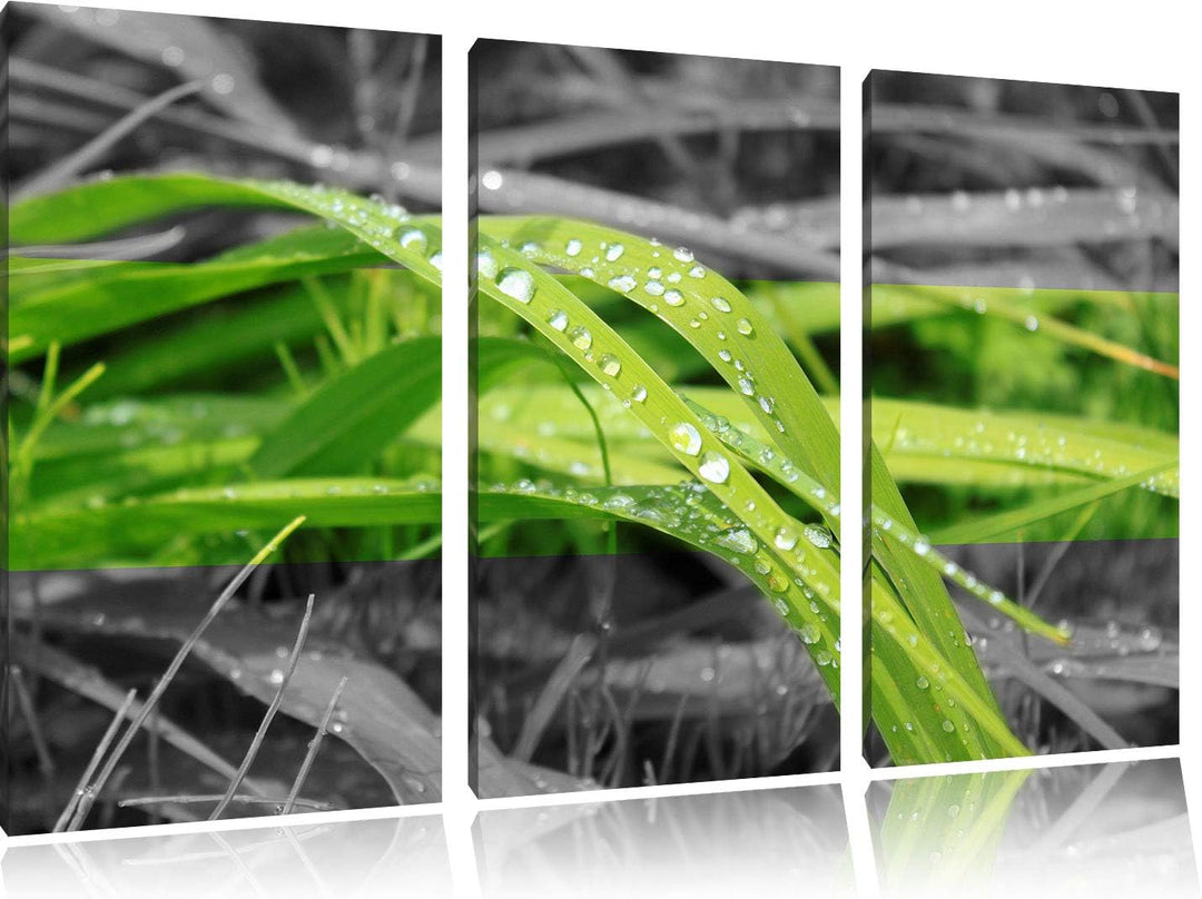 Grashalme im Morgentau schwarz/weiss 3-Teiler Leinwandbild 120x80 Bild auf Leinwand, XXL riesige Bil
