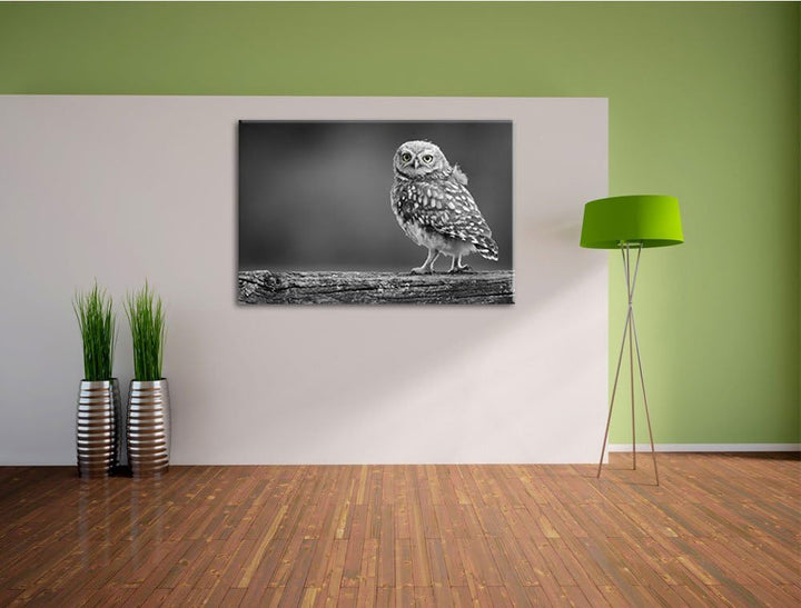 süsse Eule auf Ast schwarz/weiss Format: 100x70 auf Leinwand, XXL riesige Bilder fertig gerahmt mit