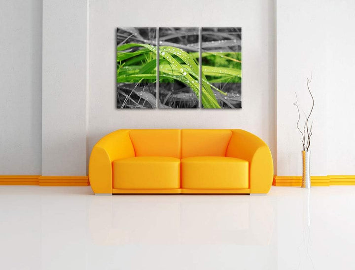 Grashalme im Morgentau schwarz/weiss 3-Teiler Leinwandbild 120x80 Bild auf Leinwand, XXL riesige Bil
