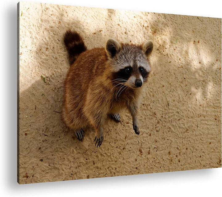 deyoli niedlicher kleiner Waschbär Format: 80x60 als Leinwandbild, Motiv fertig gerahmt auf Echtholz