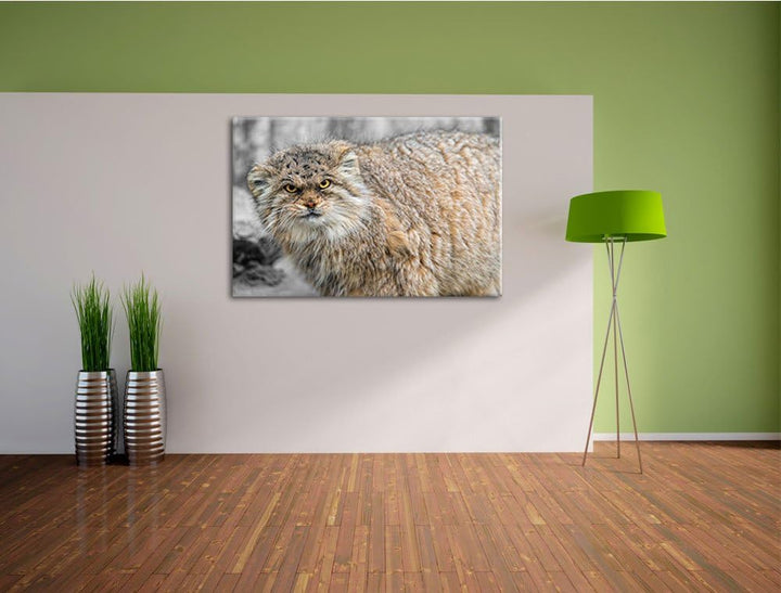 gereizte kleine Manul schwarz/weiss Format: 100x70auf Leinwand, XXL riesige Bilder fertig gerahmt mi