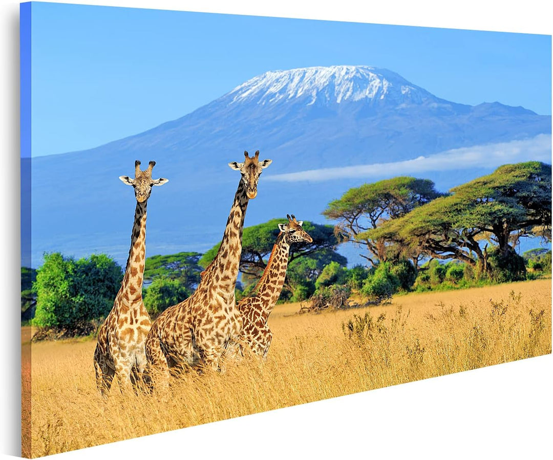 islandburner Bild auf Leinwand Drei Giraffen Nationalpark Kenia Kilimanjaro Berg Hintergrund Afrika