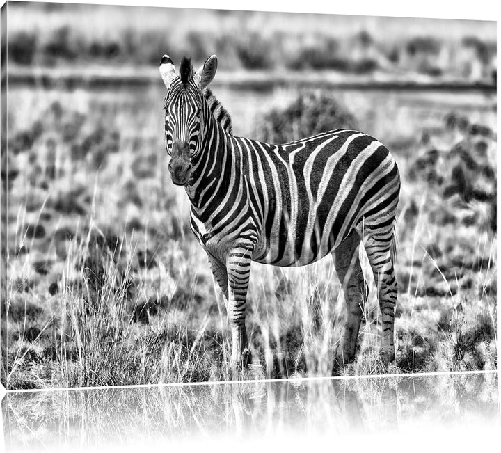 Pixxprint Zebra im Wildgras / 100x70cm Leinwandbild bespannt auf Holzrahmen/Wandbild Kunstdruck Deko