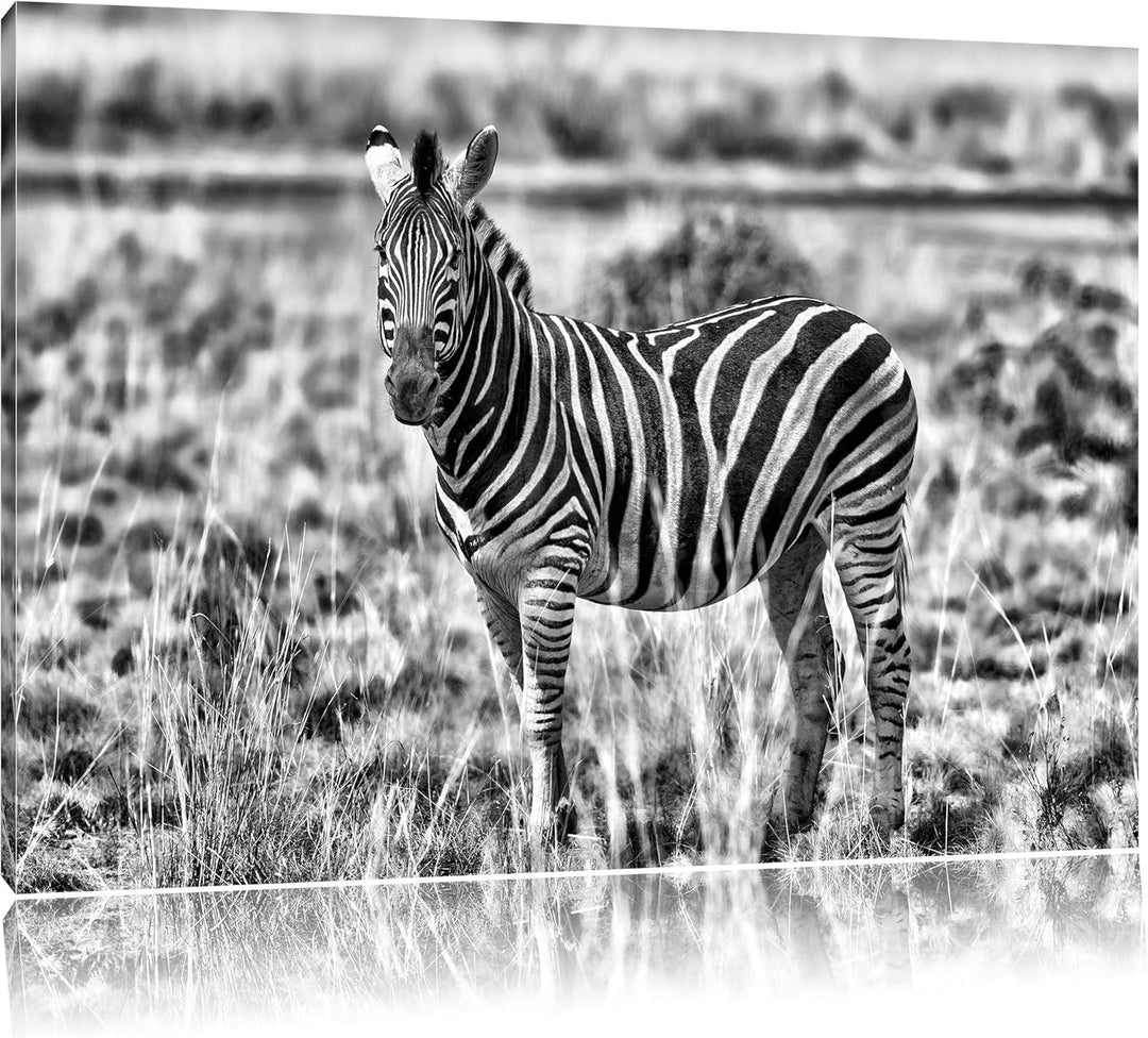 Pixxprint Zebra im Wildgras / 100x70cm Leinwandbild bespannt auf Holzrahmen/Wandbild Kunstdruck Deko