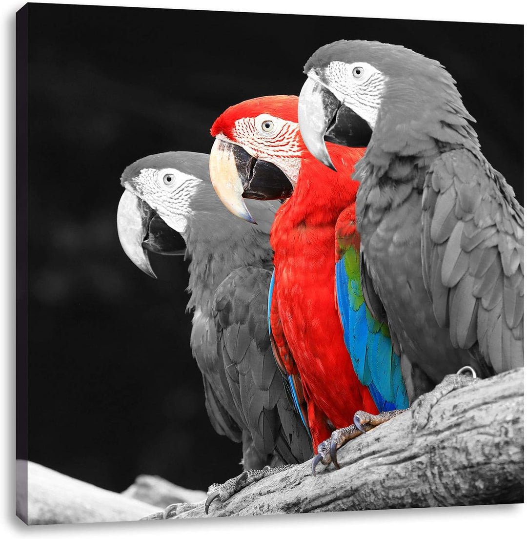 prächtige Papageien auf AST als Leinwandbild Quadratisch/Grösse: 70x70 / Wandbild/Kunstdruck/fertig