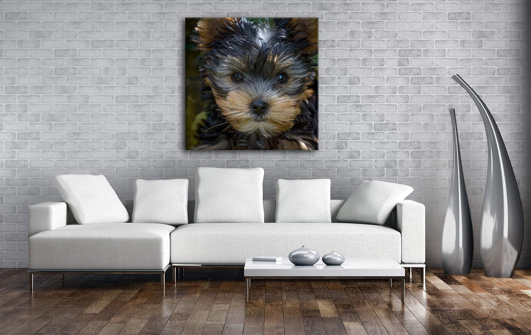deyoli niedlicher Yorkshire Terrier Format: 70x70 als Leinwandbild, Motiv fertig gerahmt auf Echthol