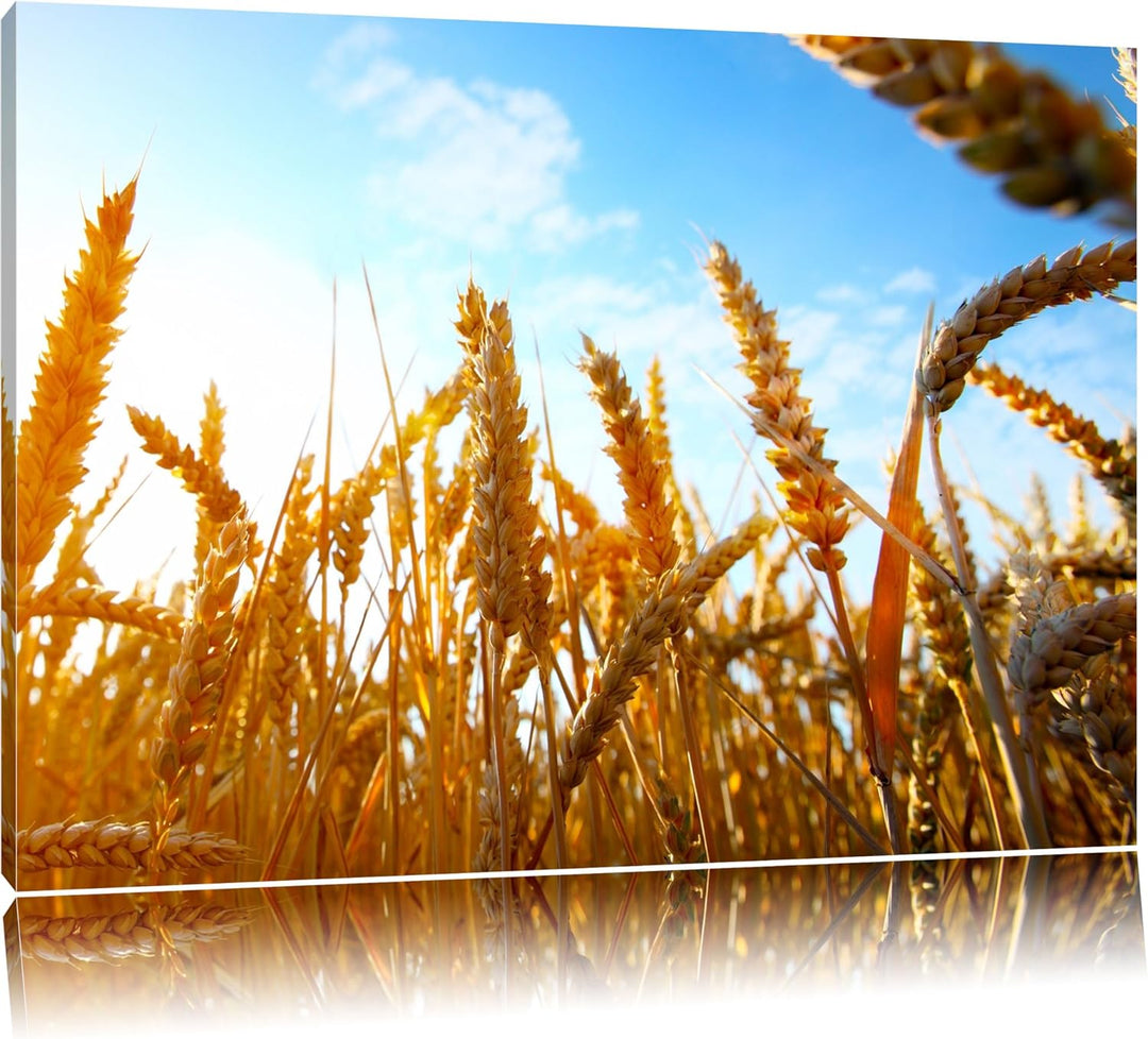 Getreide im Sonnenschein Format: 100x70 auf Leinwand, XXL riesige Bilder fertig gerahmt mit Keilrahm