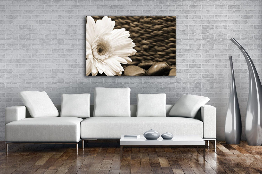 deyoli Weisse Gerbera Format: 80x60 Effekt: Sepia als Leinwandbild, Motiv fertig gerahmt auf Echthol