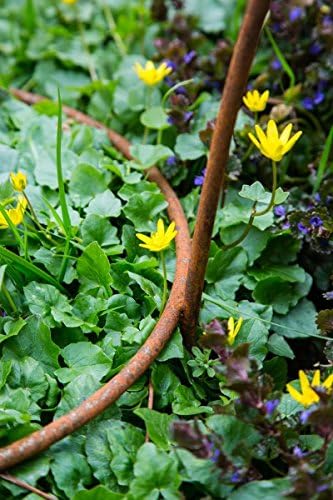 KUHEIGA Stabiler Staudenhalter Rost H: 60cm, Volleisen Strauchhalter, Rankgerüst,