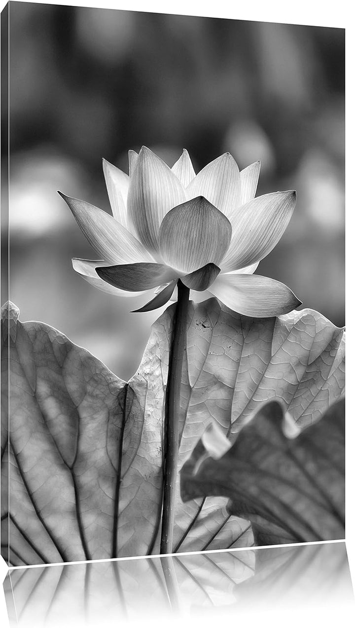 Pixxprint Zarte rosafarbener Lotus als Leinwandbild/Grösse: 100x70 / Wandbild/Kunstdruck/fertig besp