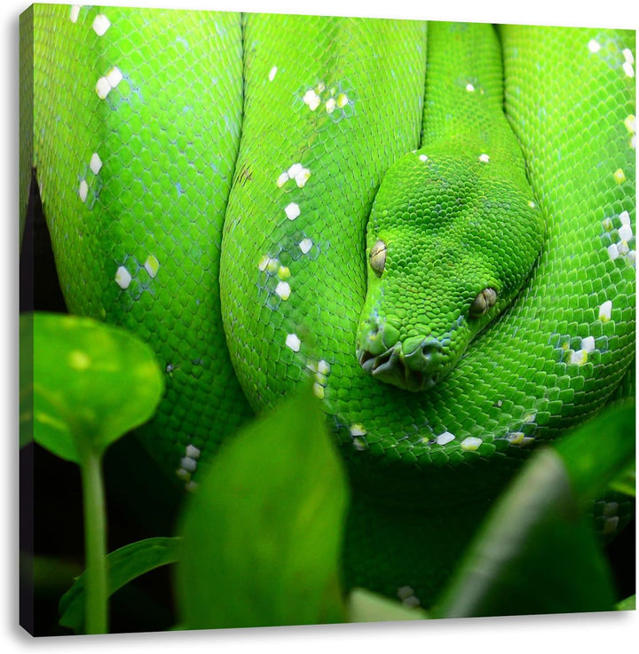 Grüne elegante Schlange, Format: 70x70 auf Leinwand, XXL riesige Bilder fertig gerahmt mit Keilrahme