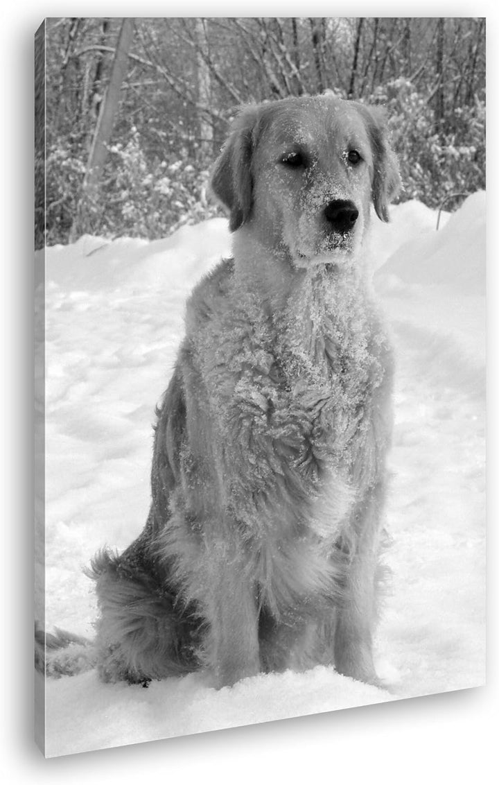 deyoli Niedlicher Golden Retriever im Schnee Effekt: Schwarz/Weiss Format: 80x60 als Leinwandbild, M