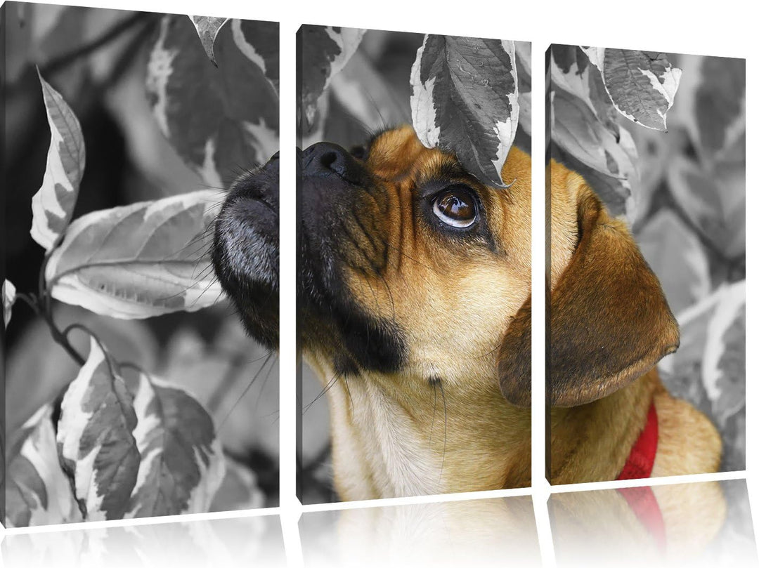 Pixxprint zwischen Blättern Mops als Leinwandbild/Grösse: 3 Teilig (120x80) cm/Wandbild/Kunstdruck/f