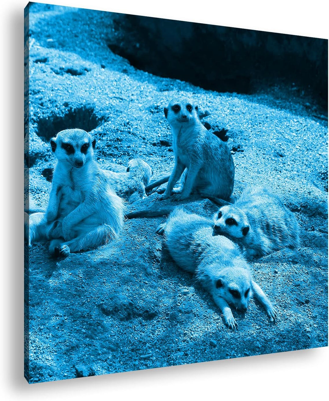 deyoli niedliche Erdmännchen Familie Format: 40x40 Effekt: Monocrome Blau als Leinwandbild, Motiv fe