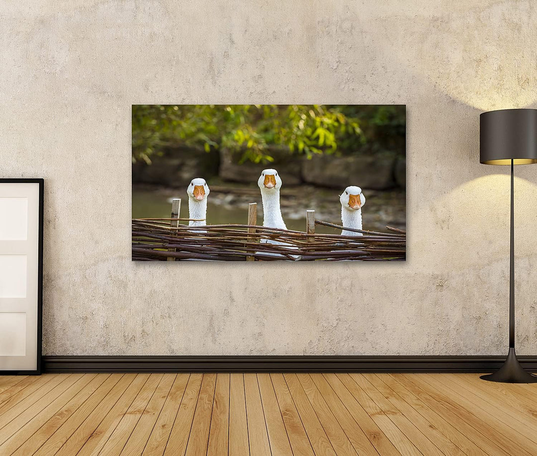 islandburner Bild auf Leinwand Drei Lustige Weisse Gänse Bild Inländischen Hinter Flechtwerk Zaun Bl