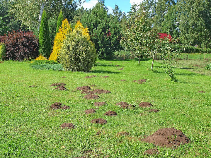 Maulwurfnetz Maulwurfsperre Gartennetz Maulwurfbekämpfung Rasen Rollrasen schwarz Rasengitter Versch