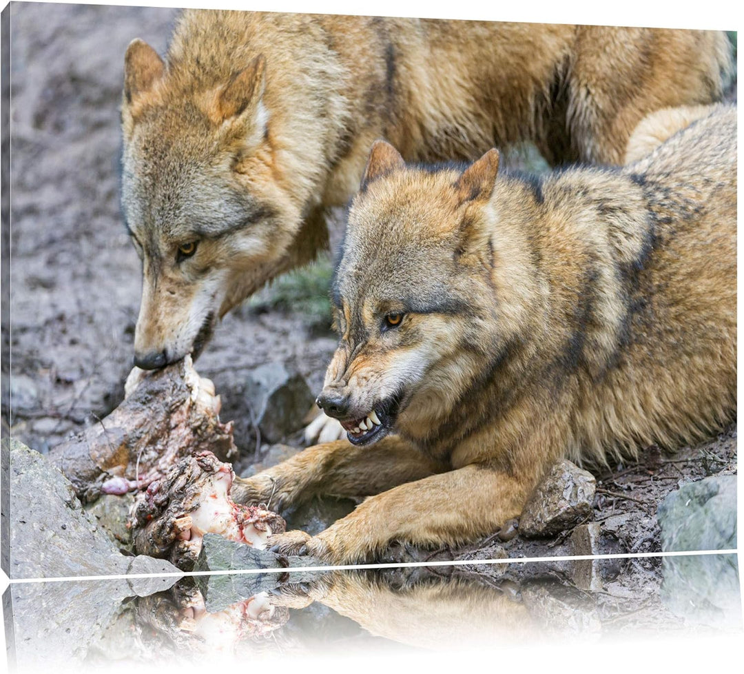 Pixxprint Wölfe beim Fressen auf Leinwand, XXL riesige Bilder fertig gerahmt mit Keilrahmen, Kunstdr