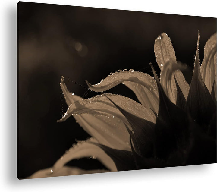 deyoli regnerische Sonnenblume Format: 80x60 als Leinwand, Effekt: Sepia, Motiv fertig gerahmt auf E