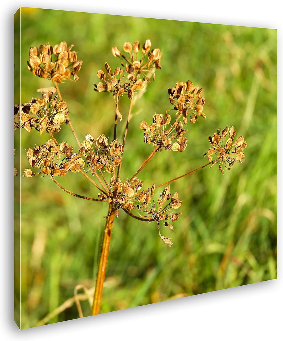 deyoli Lechtendes Bärenklau Format: 60x60 als Leinwandbild, Motiv fertig gerahmt auf Echtholzrahmen,
